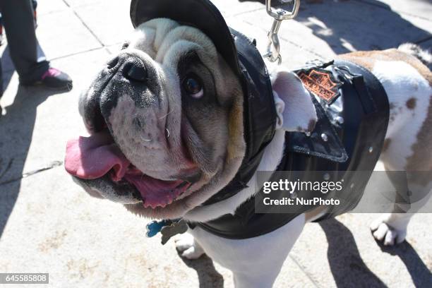 Bulldogs take part at hike to obtain a new Guinness Record achieved with 950 participants at Monumento de la Revolucion on February 26, 2017 in...