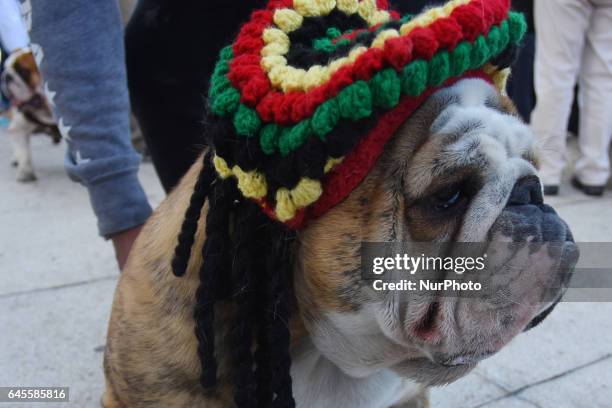 Bulldogs take part at hike to obtain a new Guinness Record achieved with 950 participants at Monumento de la Revolucion on February 26, 2017 in...