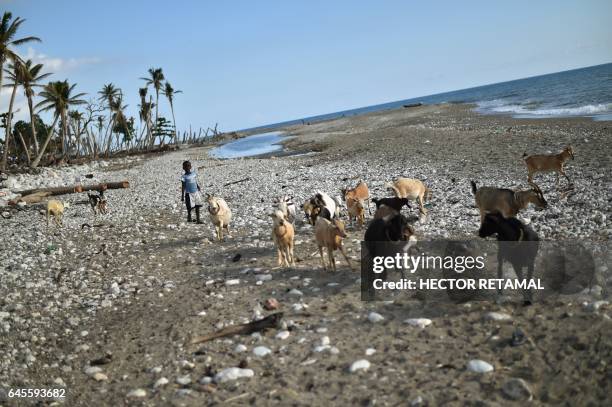 Boy walks with goats on a beach damaged by Hurricane Matthew, in the village of Labeyi in the commune of Chardonnieres, southwest Haiti, on February...