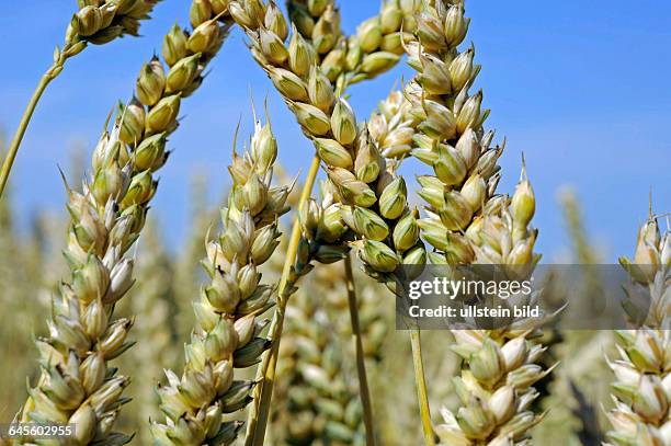 Reifende Aehren in einem Weizenfeld mit Saatweizen Triticum aestivum