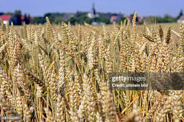 Reifende Aehren in einem Weizenfeld mit Saatweizen Triticum aestivum