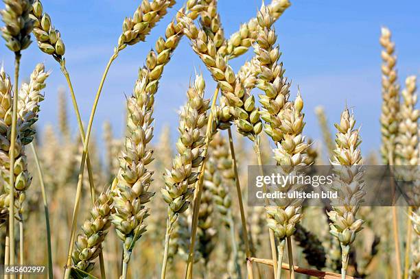 Reifende Aehren in einem Weizenfeld mit Saatweizen Triticum aestivum