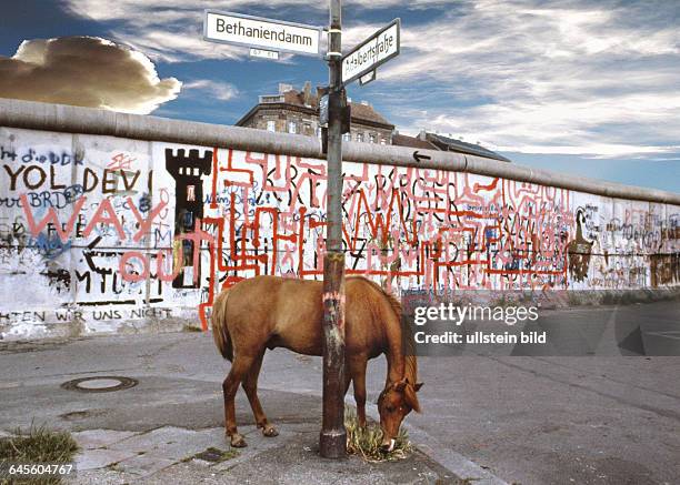 Fortune ist ein 18 Jahre altes Pony vom Kinderbauernhof an der Mauer.Seine viel zu kleine Freifläche, die dadurch entstanden war , dass der...