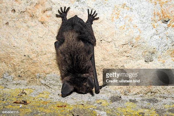 Zwergfledermaus Pipistrellus, die kleinste Fledermausart in Europa, haengt in Ruhestellung an einer Sandsteinbosse