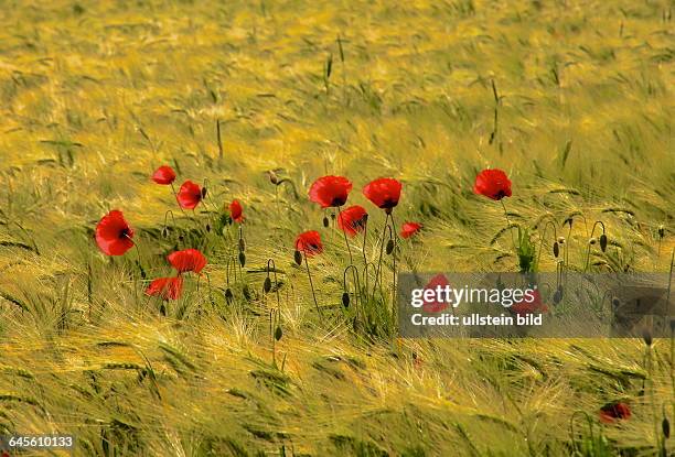 Mohnblumen im Weizenfeld hier : Potsdam Bornim, Sommer Sonne Wind Wetter in den Lenne'schen Feldfluren, einer historisch zu den Königlich -...