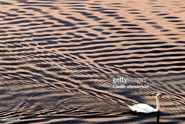 Potsdam Lehnitzsee , in den seichten Wellen des Sees hinterlässt ein Schwan sichtbar den Verlauf seiner Schwimmstrecke , das Abendrot der...