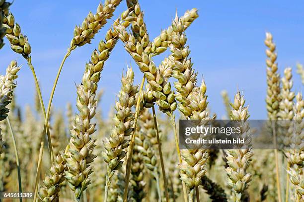 Reifende Aehren in einem Weizenfeld mit Saatweizen Triticum aestivum