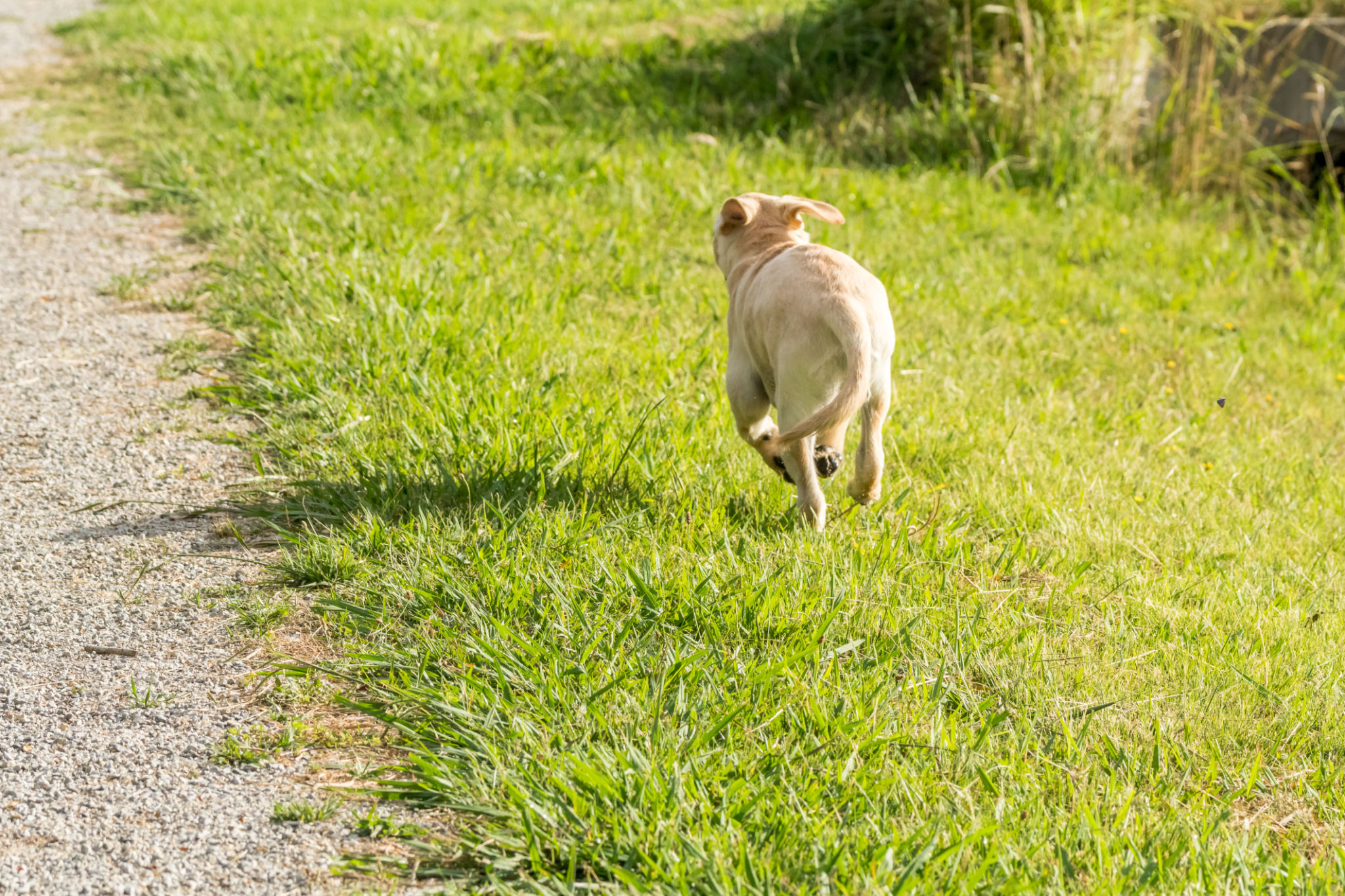 Naughty Puppy Runs Away Naughty Puppy Runs Away