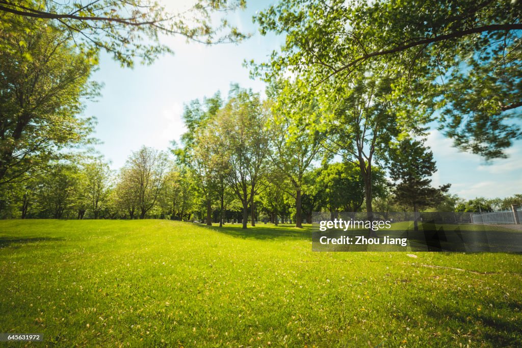 Sun and grass