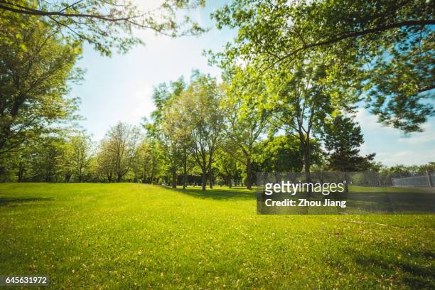 sun and grass - public park trees stock pictures, royalty-free photos & images