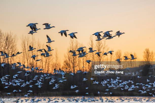 snow goose - schneegans stock-fotos und bilder