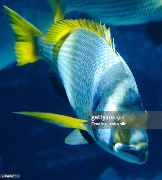 Gelbflossendorade, auch Zweibandbrasse genannt, Two banded Bream, Sparidae, Familie der Knochenfische, Barschart. Hervorragender Speisefisch