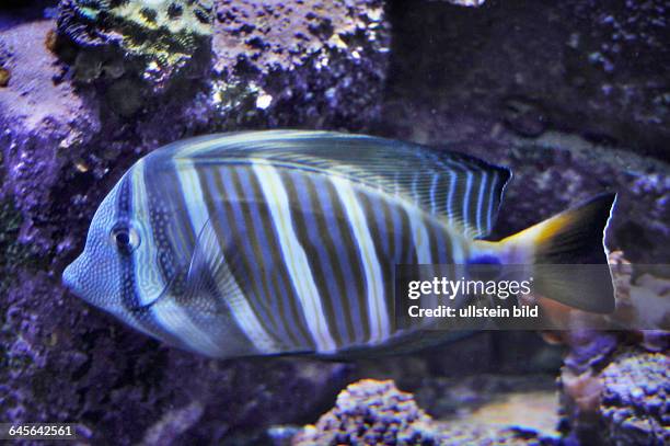 Der Oestliche Segelflossen-Doktorfisch ist eine Art aus der Familie der Doktorfische . Er lebt im westlichen tropischen Pazifik in Gewaessertiefen...