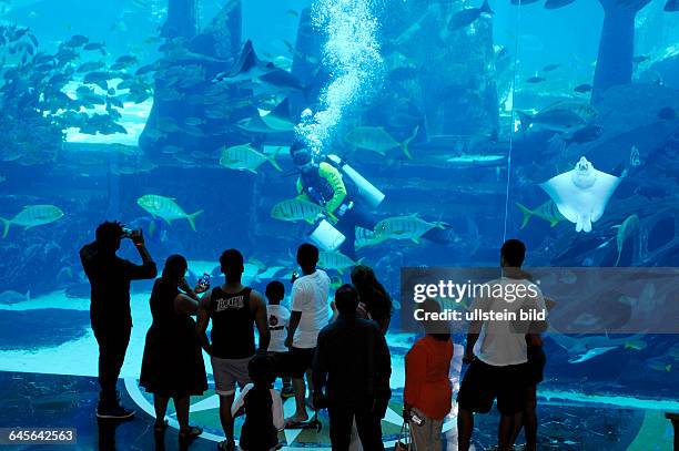 Lost Chambers, Fuetterung der Fische im Seewasseraquarium