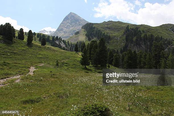 Österreich Tirol Ötztal Alpen Berge Gebirge alpin Obergurgl RotmoostalGebirgswiese mit Wollgras