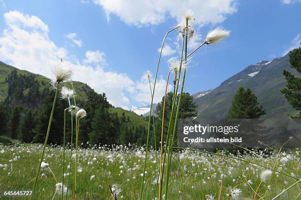 Österreich Tirol Ötztal Alpen Berge Gebirge alpin Obergurgl RotmoostalGebirgswiese mit Wollgras