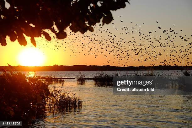 Müggelsee, Abendstimmung am Südufer, mit Vogelschwarm