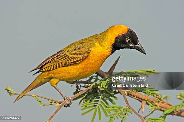 Weberls Insect 30 Webervogel Stock Photos, High-Res Pictures, and Images - Getty Images