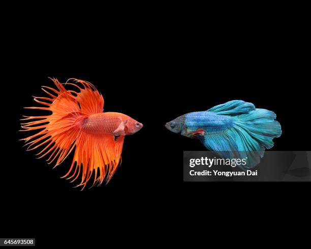 siamese fighting fish - gegensatz stock-fotos und bilder