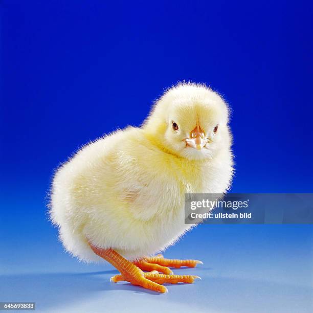 Junges Huhn, Kueken, Studioaufnahme, Symbolfoto, Ostern,