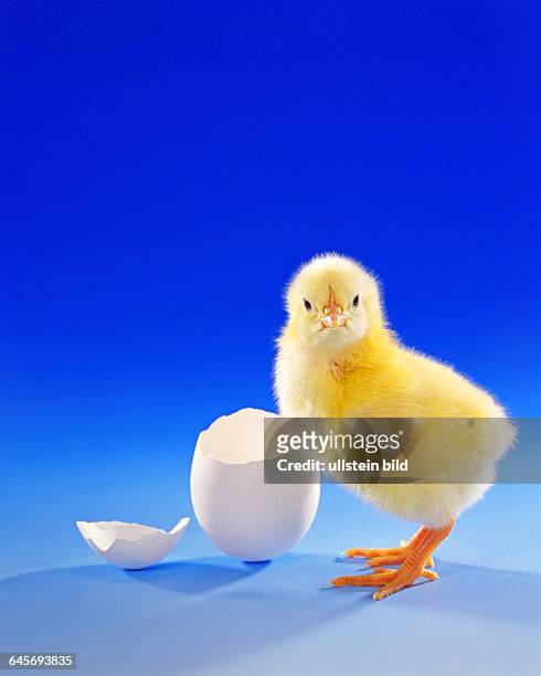 Junges Huhn, Kueken, Studioaufnahme, Symbolfoto, Ostern, Ei, Eischale,