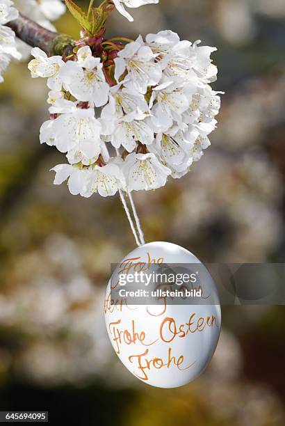 Osterei und Kirschblüte