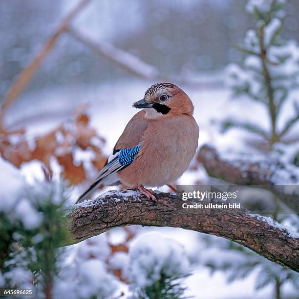 Eichelhaeher im verschneiten Winterwald