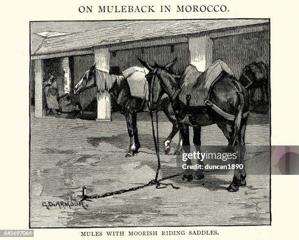mules with moorish riding sabbles, 19th century - morocco stock illustrations