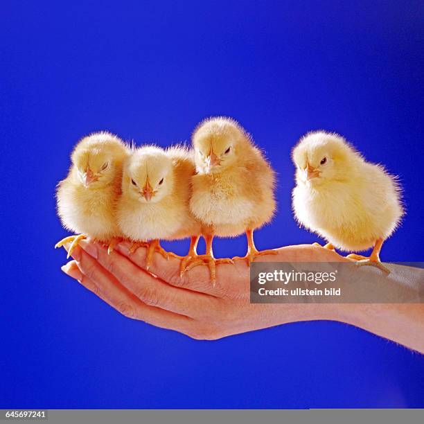 Junge Huehner, Kueken, Studioaufnahme, Symbolfoto, Ostern,