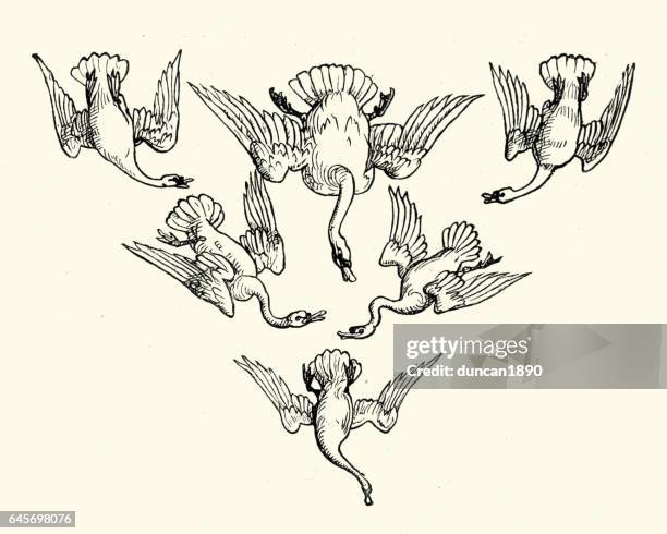 swan-muster-design - schwan stock-grafiken, -clipart, -cartoons und -symbole