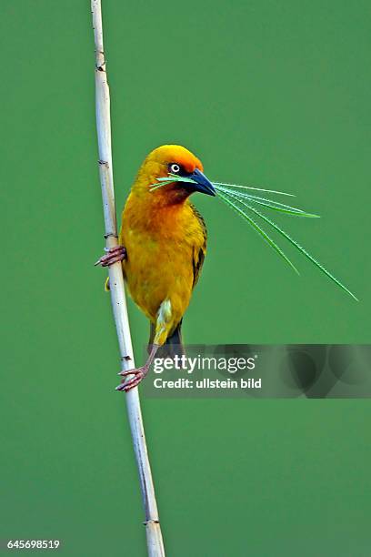 Weberls Insect Webervogel Photos and Premium High Res Pictures - Getty Images