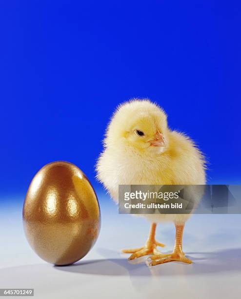 Junges Huhn, Kueken, Studioaufnahme, Symbolfoto, Ostern,Ei, gold, goldenes,