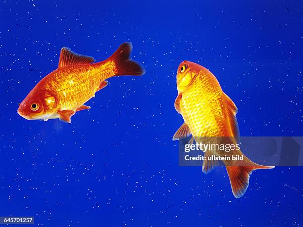 Zwei Goldfische schwimmen im Aquarium