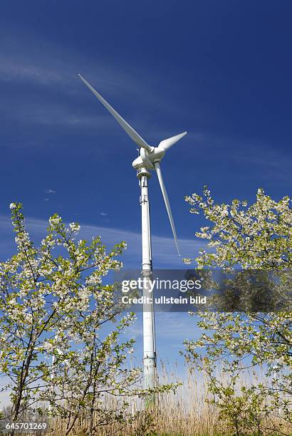 Windrad und Baumblüte in den Vier- und Marschlanden, Hamburg, Deutschland