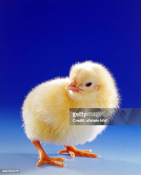 Junges Huhn, Kueken, Studioaufnahme, Symbolfoto, Ostern,