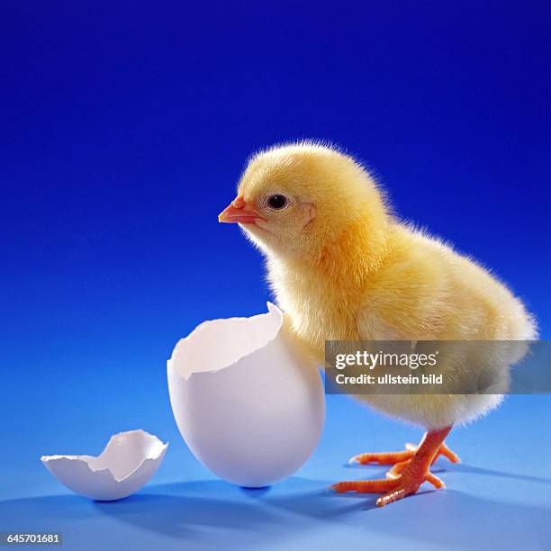 Junges Huhn, Kueken, Studioaufnahme, Symbolfoto, Ostern, Ei, Eischale,