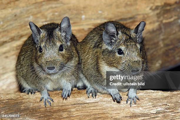 Degu, Octodon degus, Brush-tail Rat, Verbreitung in Nord- und Zentralchile,
