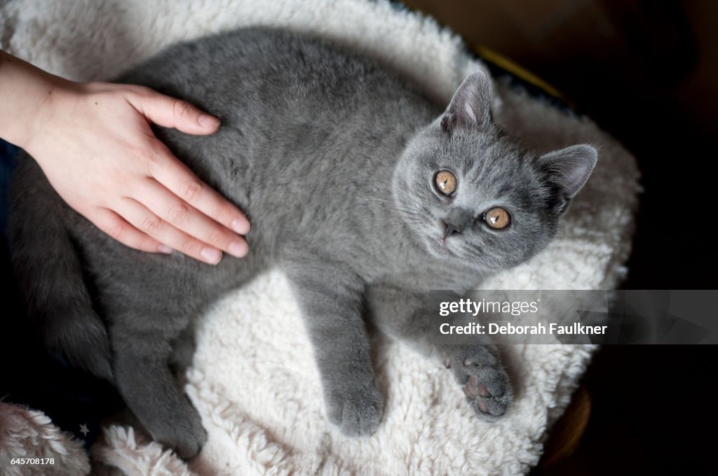 Grey kitten with hand stroking