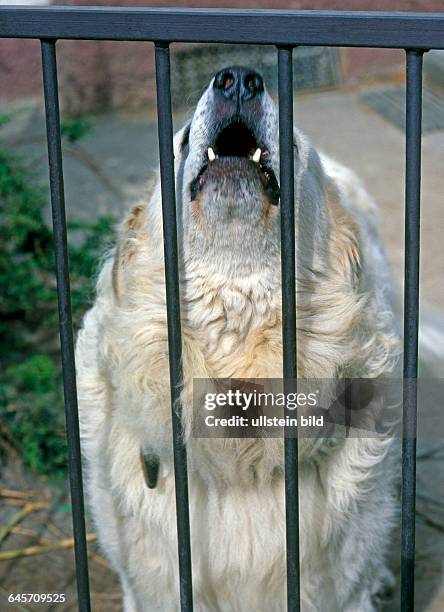 Bellender ungarischer Kuvasz, eine alte schoene Hunderasse, die schon vor mehr als 1000 Jahren von den damals wandernden Magyaren als Huete- und...