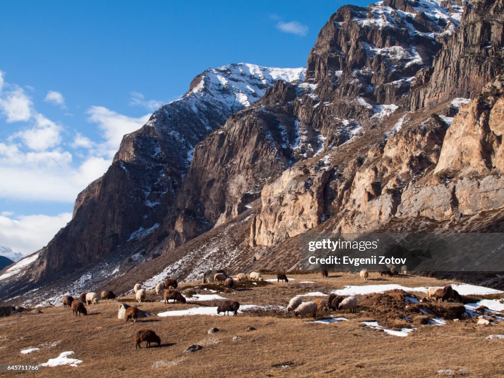 Sheep in Caucasus Mountains