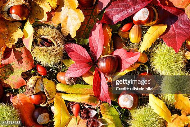 Pflanzensamen und Herbstlaub