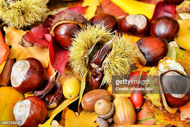 Pflanzensamen und Herbstlaub