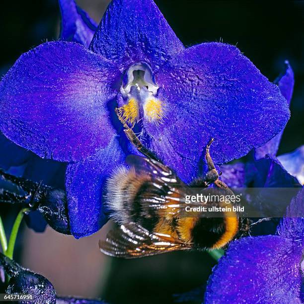 Tief dunkelblau blueht der Gartenrittersporn, Delphinium Elatum Hybrid, eine der schoensten Zierstauden im sommerlichen Garten, mit Hummel als...