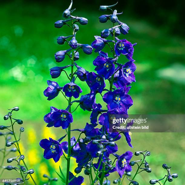 Tief dunkelblau blueht der Gartenrittersporn, Delphinium Elatum Hybrid, eine der schoensten Zierstauden im sommerlichen Garten