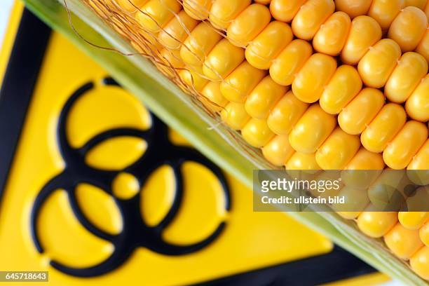 Maiskolben mit Biogefährdungsschild, Symbolfoto Genmais