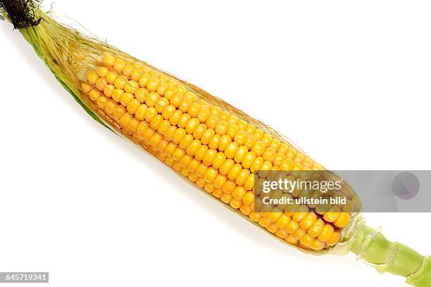 Mais, Zea mays