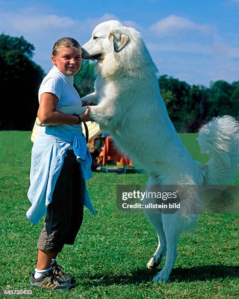 Der imposante weisse Pyrenaeenhund, urspruenglich ein wehrhafter Waechter der Viehherden beidseits der Pyrenaeen, wird heute meist als Wach- und...