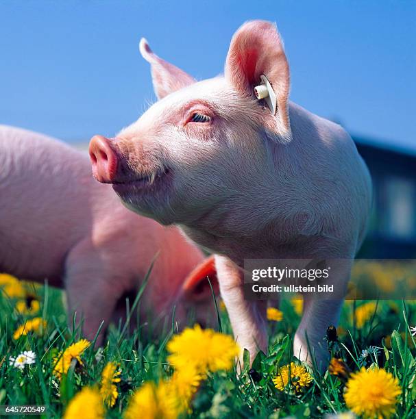 Zwei Ferkel, junge Hausschweine, grasen im Freilauf auf bunter Sommerwiese am Bauernhof