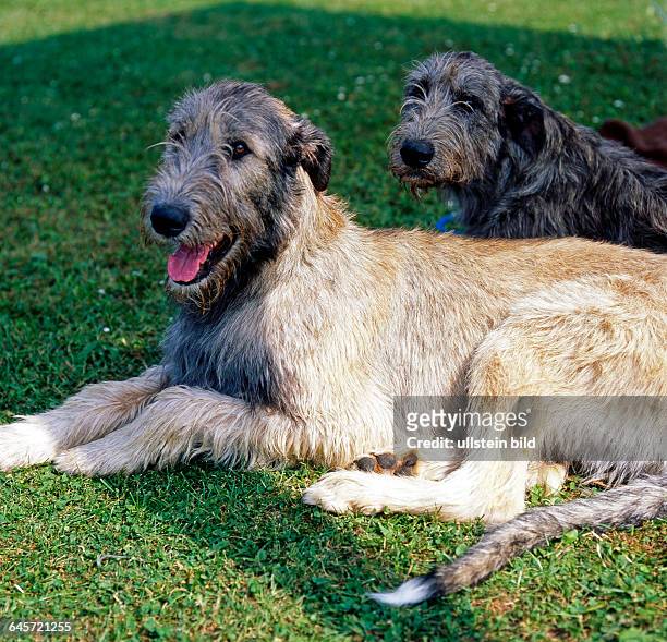 Irish Wolfhound, eine alte rauhaarige Windhundrasse aus England, die einst zur Wolfs- und Baerenjagd verwendet wurde, gehoert zu den groessten...