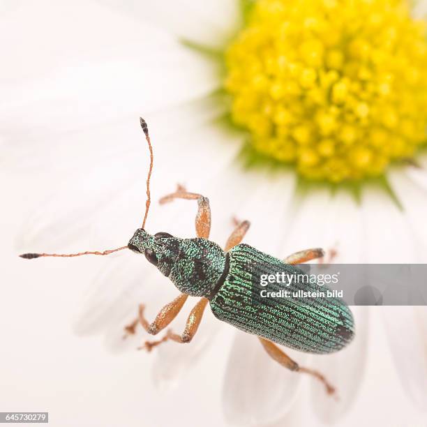 Brennessel-Gr¸nr¸ssler auf einem Gnsebl¸mchen - Nettle Leaf Weevil